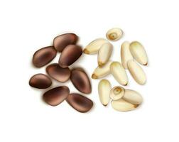 3d realistic vector icon. Pine nut collection in different shape. Isolated on white background.