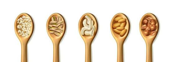 3D realistic vector icon set. Wooden spoons. Nuts. Almonds, pine nuts, pistachios, hazelnuts, cashew. Isolated on white background.