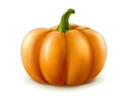 3d realistic vector orange pumpkin isolated on white background.