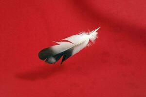 black white pigeon feather on red background photo