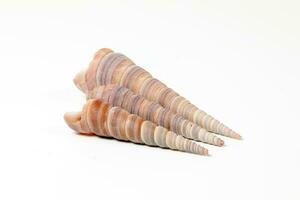 Sea Shell variety photo