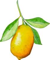 acuarela amarillo limón en el rama con hojas mano dibujado clipart aislado vector