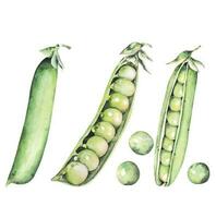 Watercolor illustration of green peas.Pea pod food ingredients.Bean Isolated on white background. vector