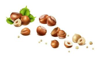 3d realistic vector icon. Stages of hazelnut from shelled nut to nut without shell, cut in halves and scrumps. Isolated on white background.