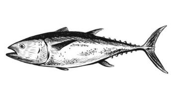 Vector hand drawn salmon fish. Isolated on white background.