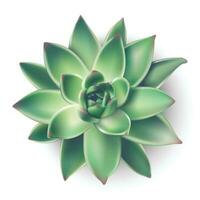 3d realistic vector house succulent plant from top view. Isolated illustration icon on white background.