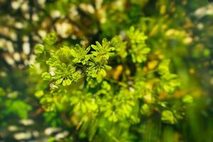 interesting original spring green background with small leaves on the bush in close-up photo