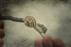 delicate animal snail held in the boy's hand photo