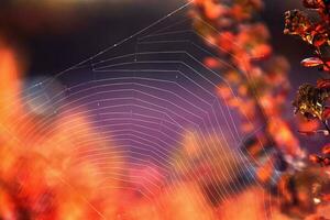 red leaves forming an interesting and original autumn background on a sunny day photo