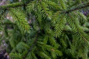 green background with conifer branches outside in the park photo