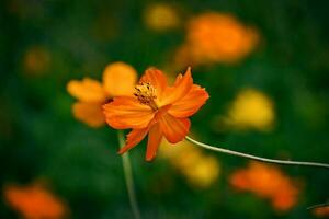 orange flowers in the summer green garden on a sunny day photo