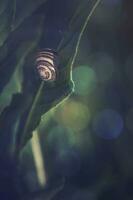 little snail sleeping on a green leaf on a summer day in close-up photo