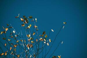 small yellow golden leaves on the autumnal tree branches against the blue cloudless sky photo