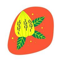 Acid fruit yellow carambola with leaf vector