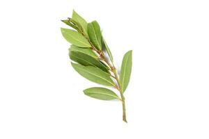 Bay leaf herb spice photo