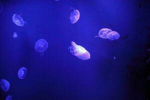 Glowing Jellyfish in blue water photo