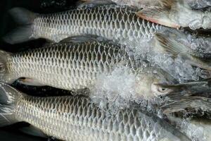 rohu rui Roho labio pescado en fin de semana mercado foto