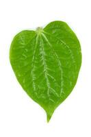 Wild Pepper Leaf photo