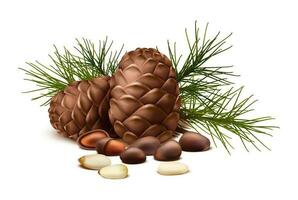 3d realistic vector icon. Pine nuts with or without shell and fir tree and pine cone. Isolated on white background.