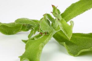 Ice plant vegetable greed frosty leaf photo