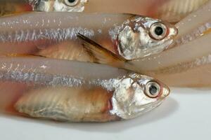 fresh raw commersons hardenbergs indian deviss long jawed teri anchovy fish ikan bilis photo