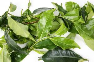 different types of fresh raw green tea leaf flower bud pile on white background photo