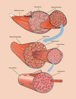 ilustración de esquelético músculo anatomía vector