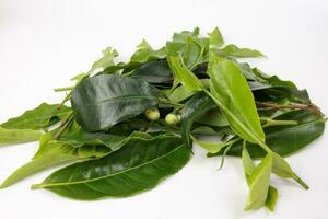 different types of fresh raw green tea leaf flower bud pile on white background photo