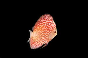 Discus Fish on Black Backgroung photo