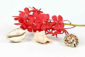 Colorful Orchid Flower Seashell photo