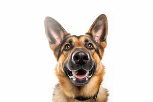 Close-up portrait of german shepherd isolated on white background created with photo