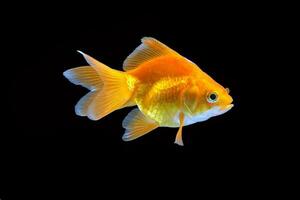 GoldFish aquarium pet photo