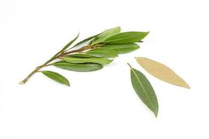 Bay leaf herb spice photo