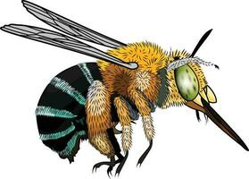 australiano azul congregado abeja amegilla cingulata abeja vector imagen