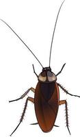 Cockroach paraphyletic insect vector image detailed realistic vector illustration