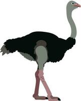 Arabian ostrich vector struthio camelus syriacus syrian ostrich or middle eastern ostrich vector image