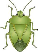Green stink bug illustration acrosternum chinavia hilaris soldier bug vector image