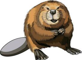 Beaver sitting on the ground with chubby and furry figure vector illustration