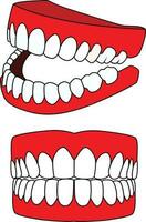 Denture in different angles vector illustration artificial set of teeth vector image