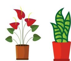 Anthurium flower plant and pots vector illustration.