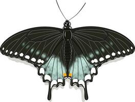 Spicebush swallowtail Pterourus troilus Butterfly vector image