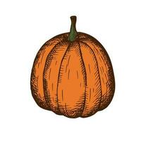 Pumpkin. Vegetable illustration in vintage style. Composition for the autumn holiday Halloween, harvest. Drawn by hand. Design element. For label, postcard, poster, printing. Vector
