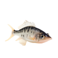 corydoras geïsoleerd Aan transparant achtergrond, genereren ai png