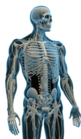 lleno humano cuerpo anatomía. 3d representación, anatómico dibujo, cuerpo muscular sistema bosquejo dibujo, generar ai png