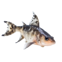 Corydoras isolated on Transparent background, generate ai png