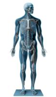 cheio humano corpo anatomia. 3d Renderização, anatômico desenho, corpo muscular sistema esboço desenho, gerar ai png