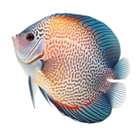 disco pesce isolato su trasparente sfondo, creare ai png