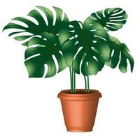 Painting of a monstera tree in an orange pot On a white background, vector work is used for design or print advertising.