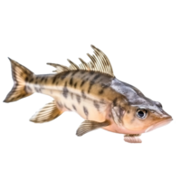 corydoras aislado en transparente fondo, generar ai png