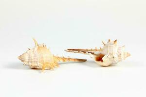Sea Shell variety photo